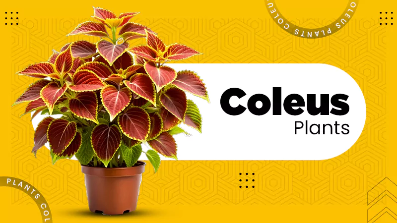 Coleus Plants