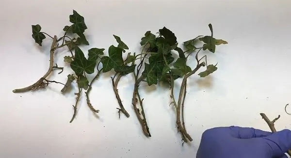 Cutting the healthy stem into pieces