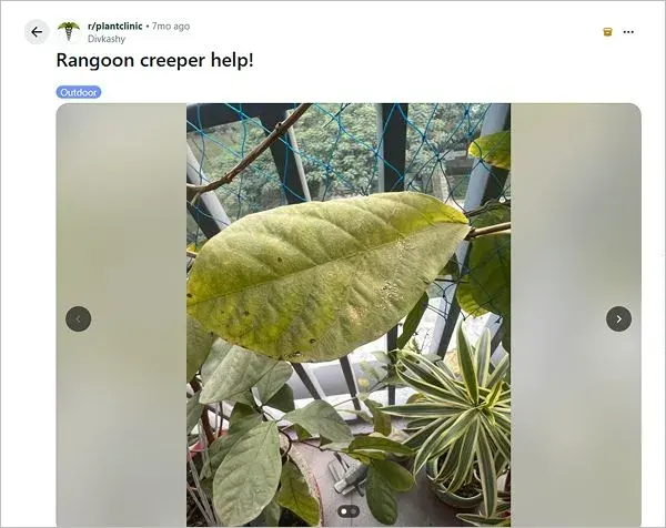 Damaged Chinese Honeysuckle Leaves
