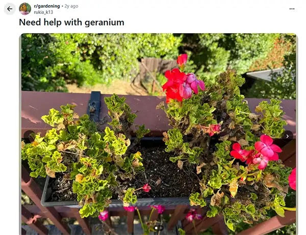 Damaged Geraniumm