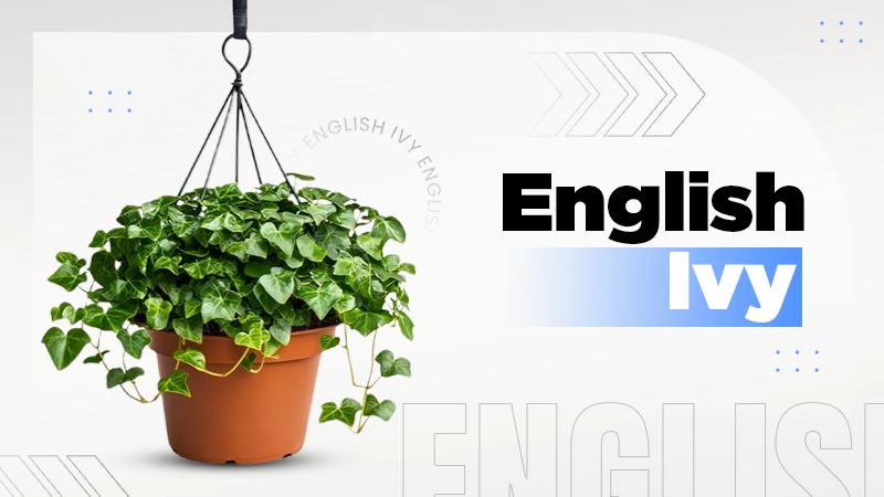 English Ivy