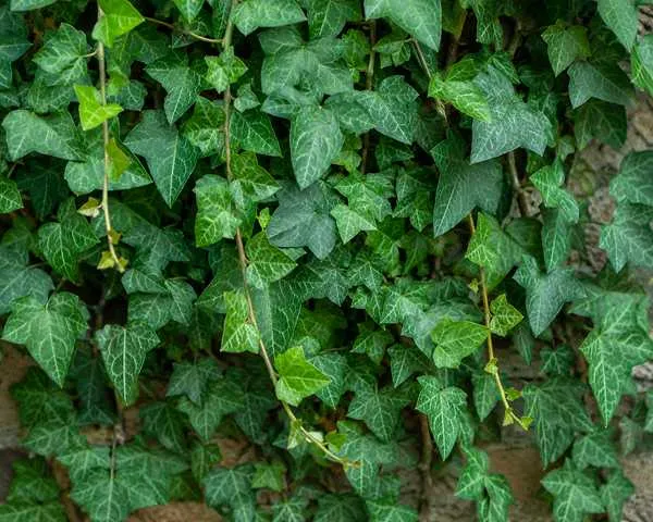 English Ivy