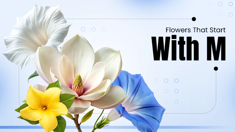 Flowers That Start With M