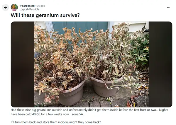 Frost-damaged geraniumm