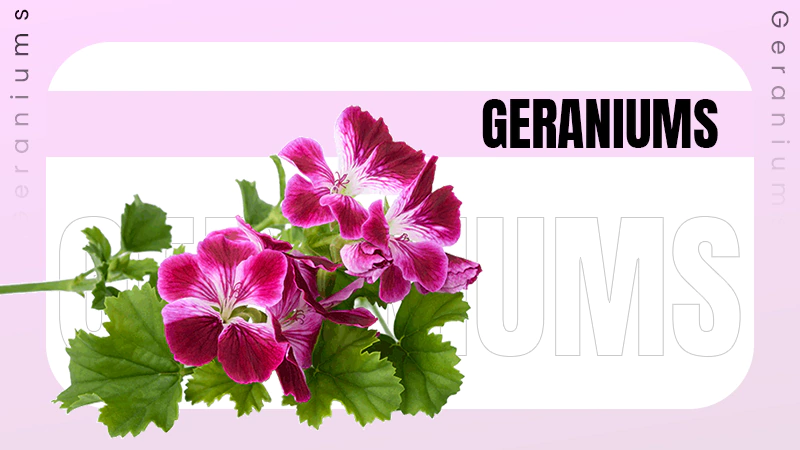 Geraniums