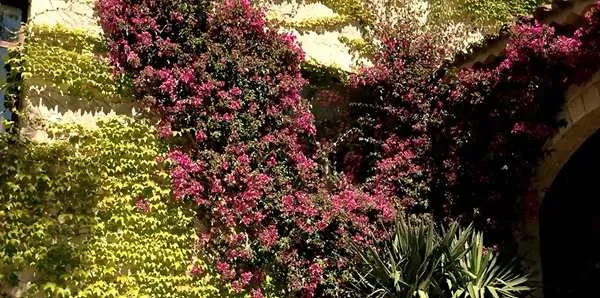 How to Grow English Ivy