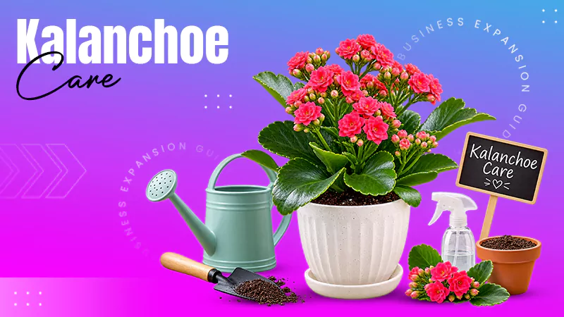 Kalanchoe Care