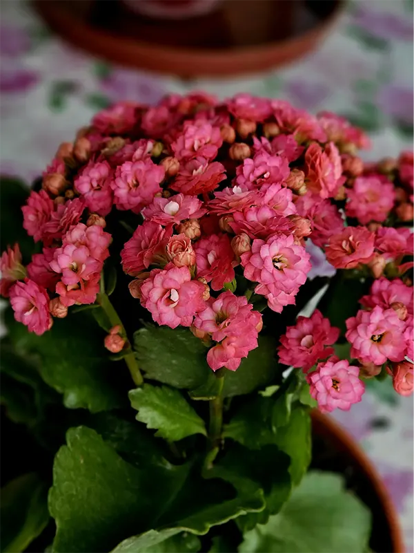 Kalanchoe Plant