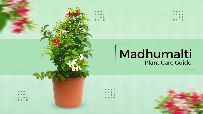 Madhumalti Plant