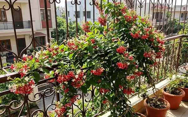 Malti Flower in Balcony Railings