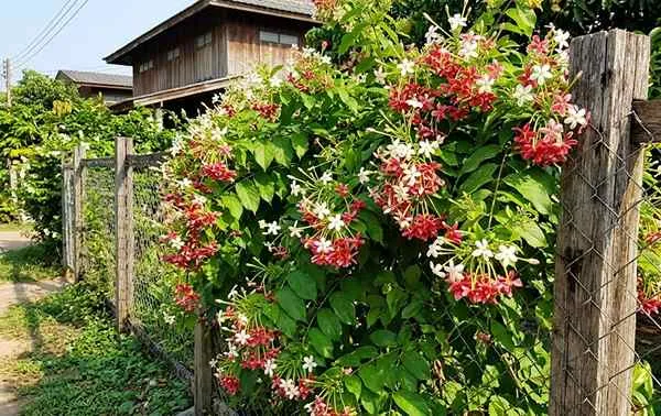Malti Flower on Boundary Fences