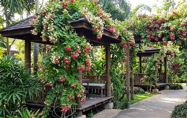 Malti Flower on Gazebos