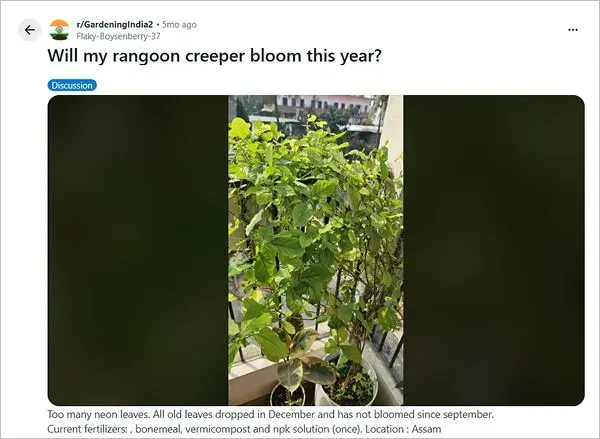 Malti Plant