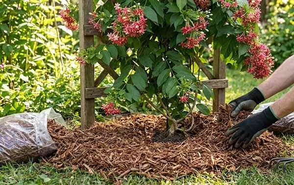 Mulching of Malti Tree