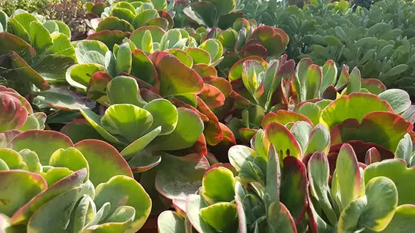 Paddle Plant