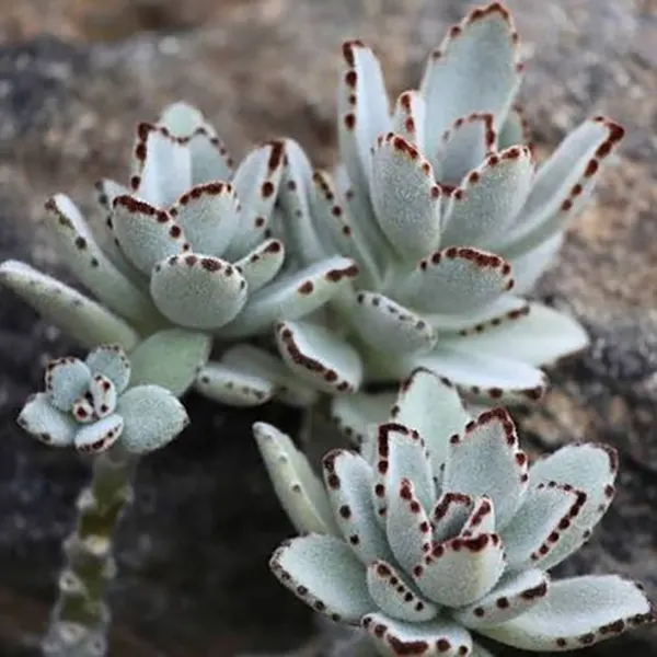 Panda Plant