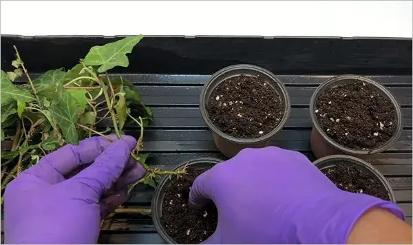 Placing each stem with new roots and leaves into organic-soil pots