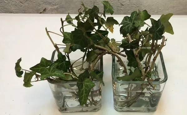 Putting the cut stems into water containers