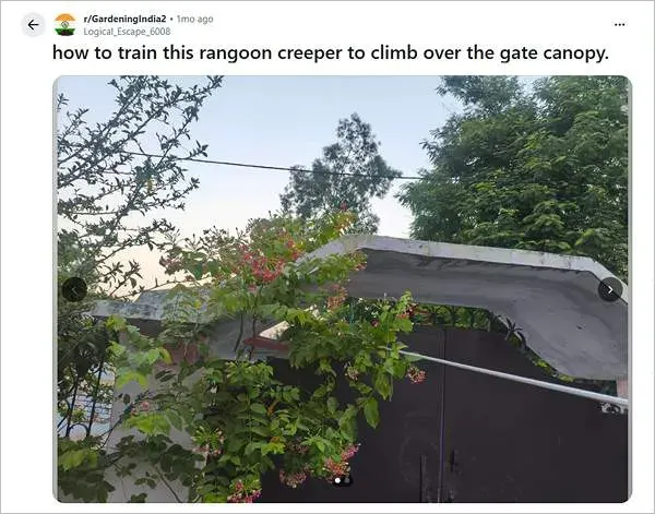 Rangoon Creeper