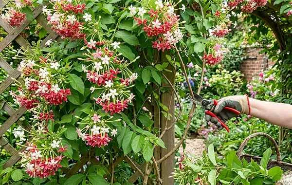 Rangoon Creeper Pruning