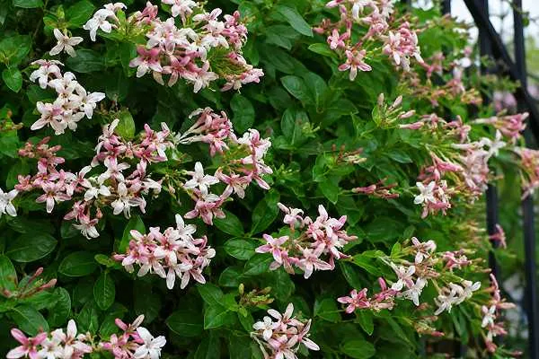 Rangoon Creeper