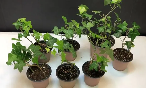Removing the dead stems and transferring the established ones into the ground