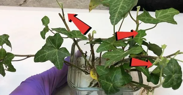 Seeing if new leaves are growing