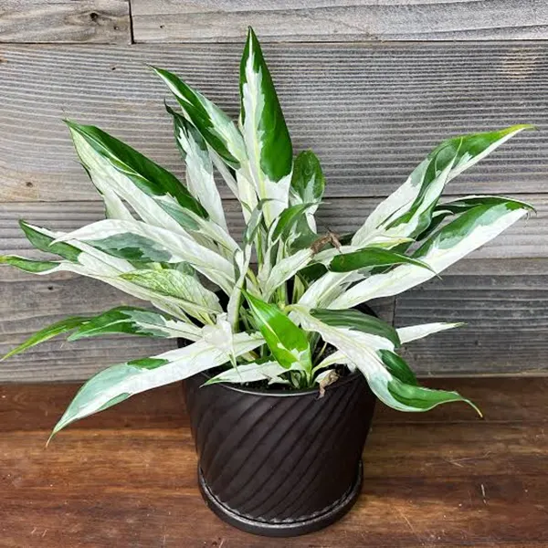 Spathiphyllum Chopin