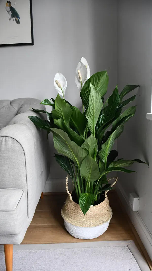 Spathiphyllum Mona 