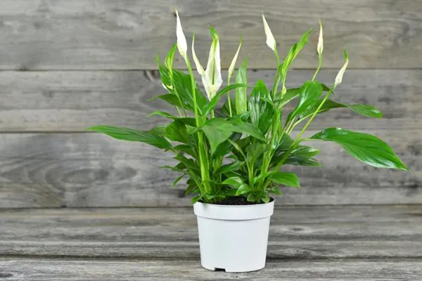 Spathiphyllum Sensation Petite