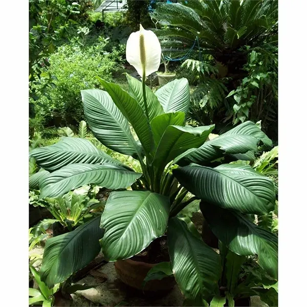Spathiphyllum Sensation