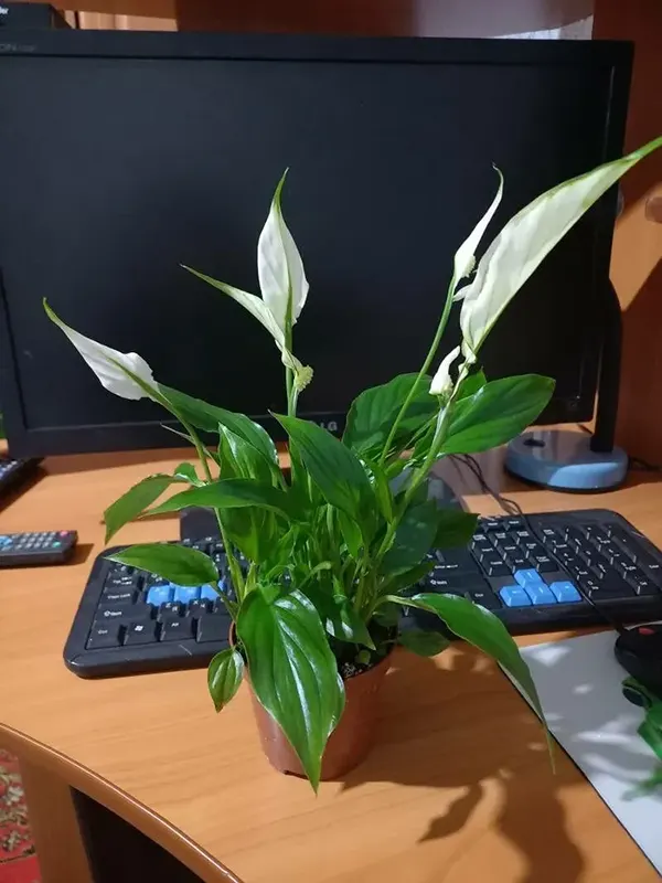 Spathiphyllum Wallisii