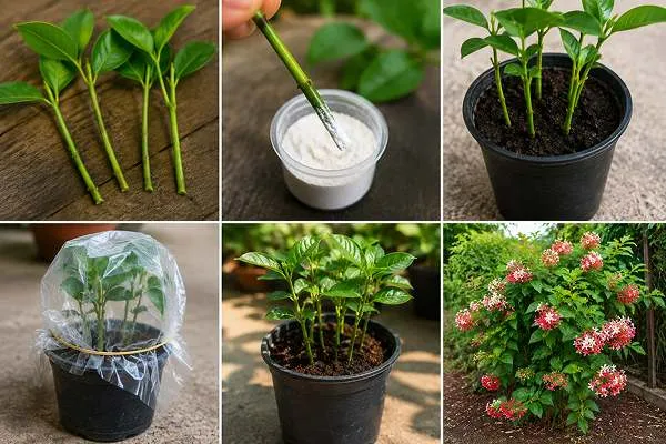 Stem cuttings method in Malti plant