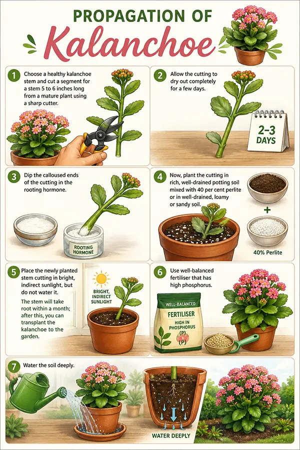 Steps of Propagating a Kalanchoe Plant