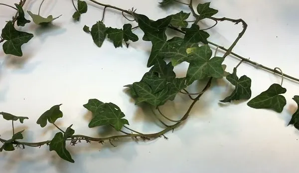 Taking a healthy stem from an established ivy