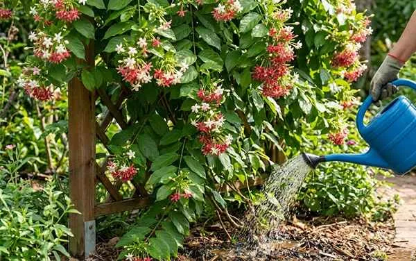 Watering in Rangoon Creeper
