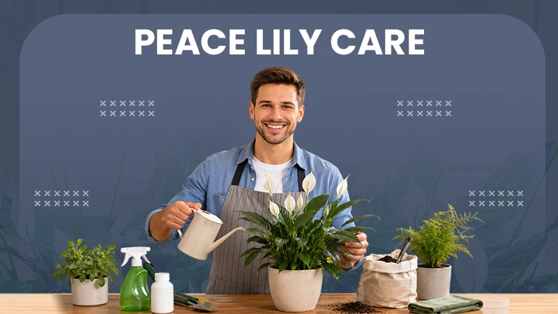 peace lily care