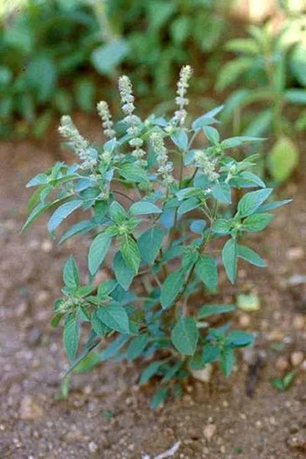 American basil