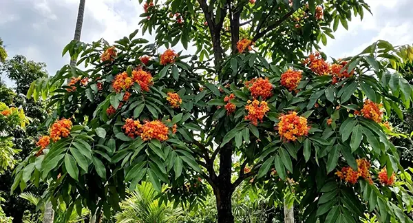 Ashoka Tree