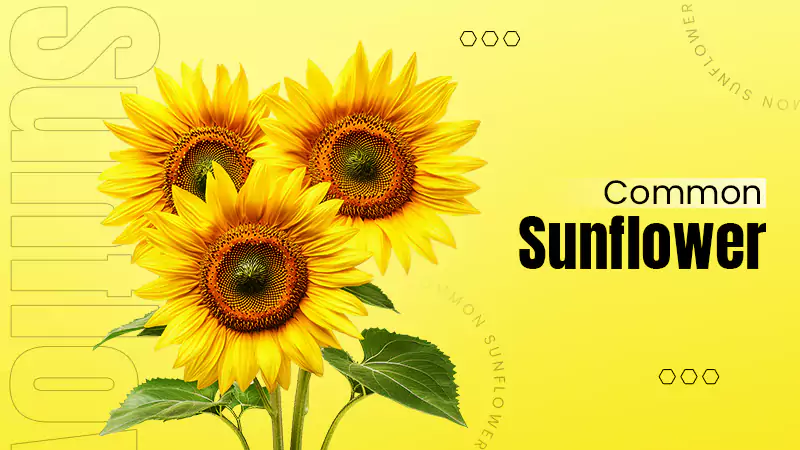 Common Sunflower