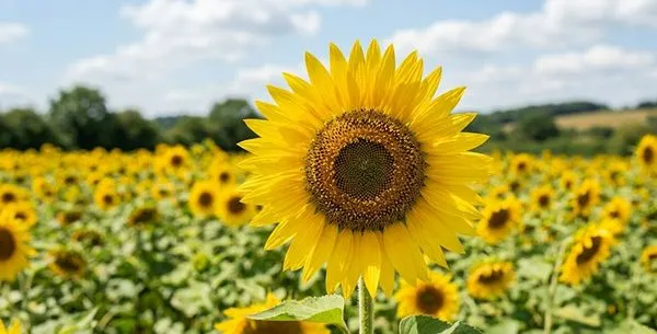 Common Sunflower