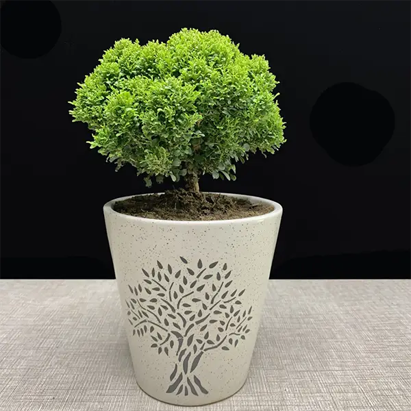 Dwarf Kamini Plant