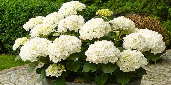 Kamini Plant