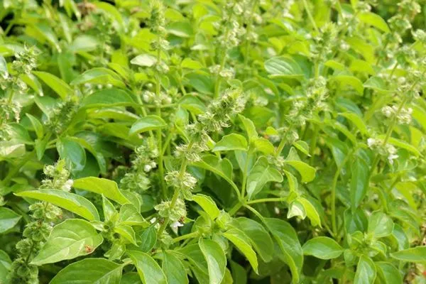 Lemon basil
