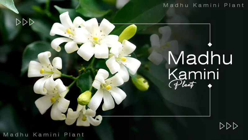 Madhu Kamini Plant