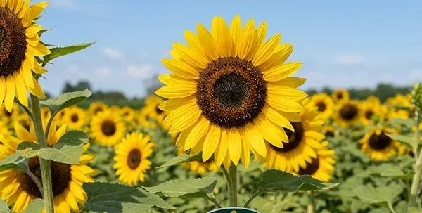 Sunflower ‘Arikara’