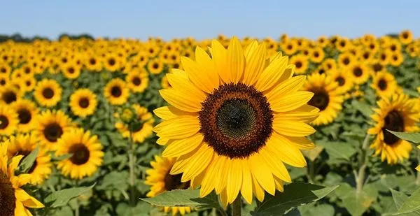 Sunflower 'Sunrich Gold'