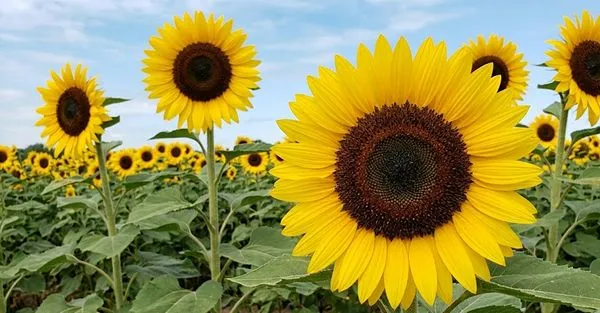 Sunflower ‘Toiyo’
