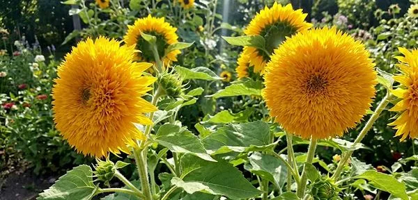 Sunflower ‘Teddy Bear’
