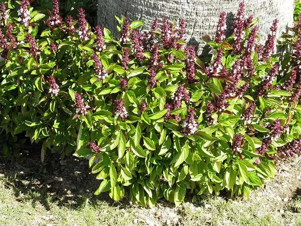 Sweet basil